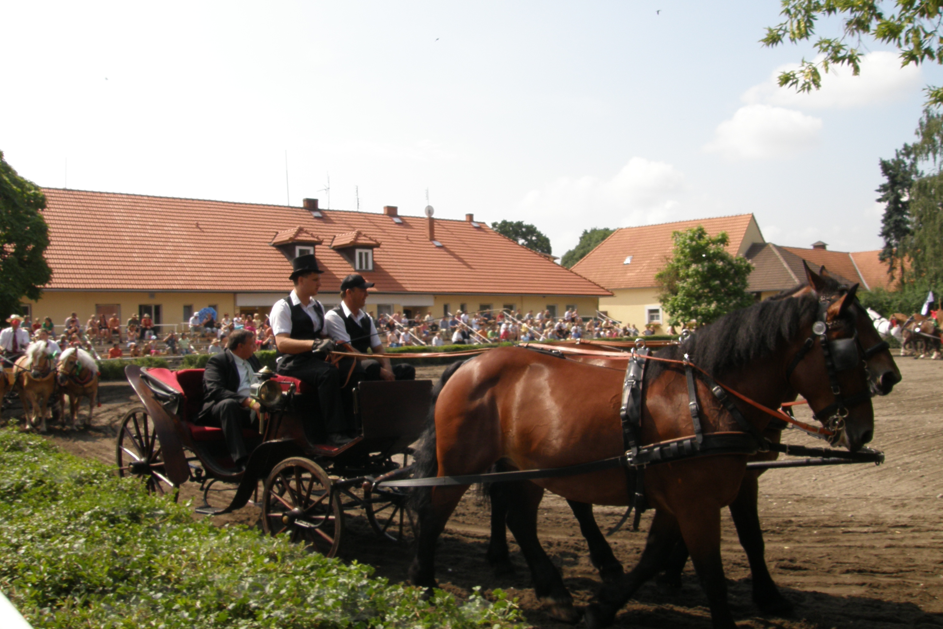 Výstava koní chovatelů Moravy a Slezska 2