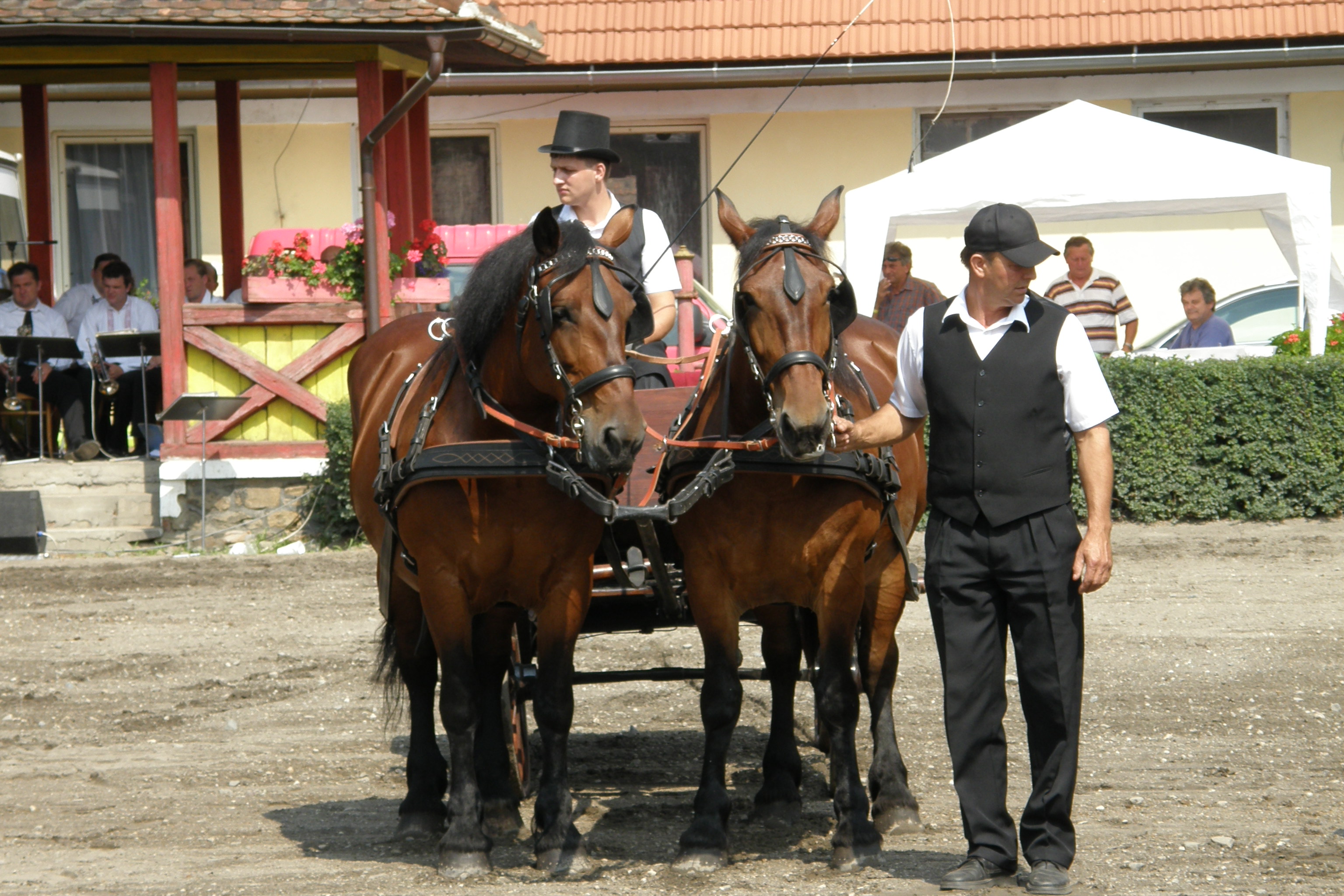 Výstava koní chovatelů Moravy a Slezska 4