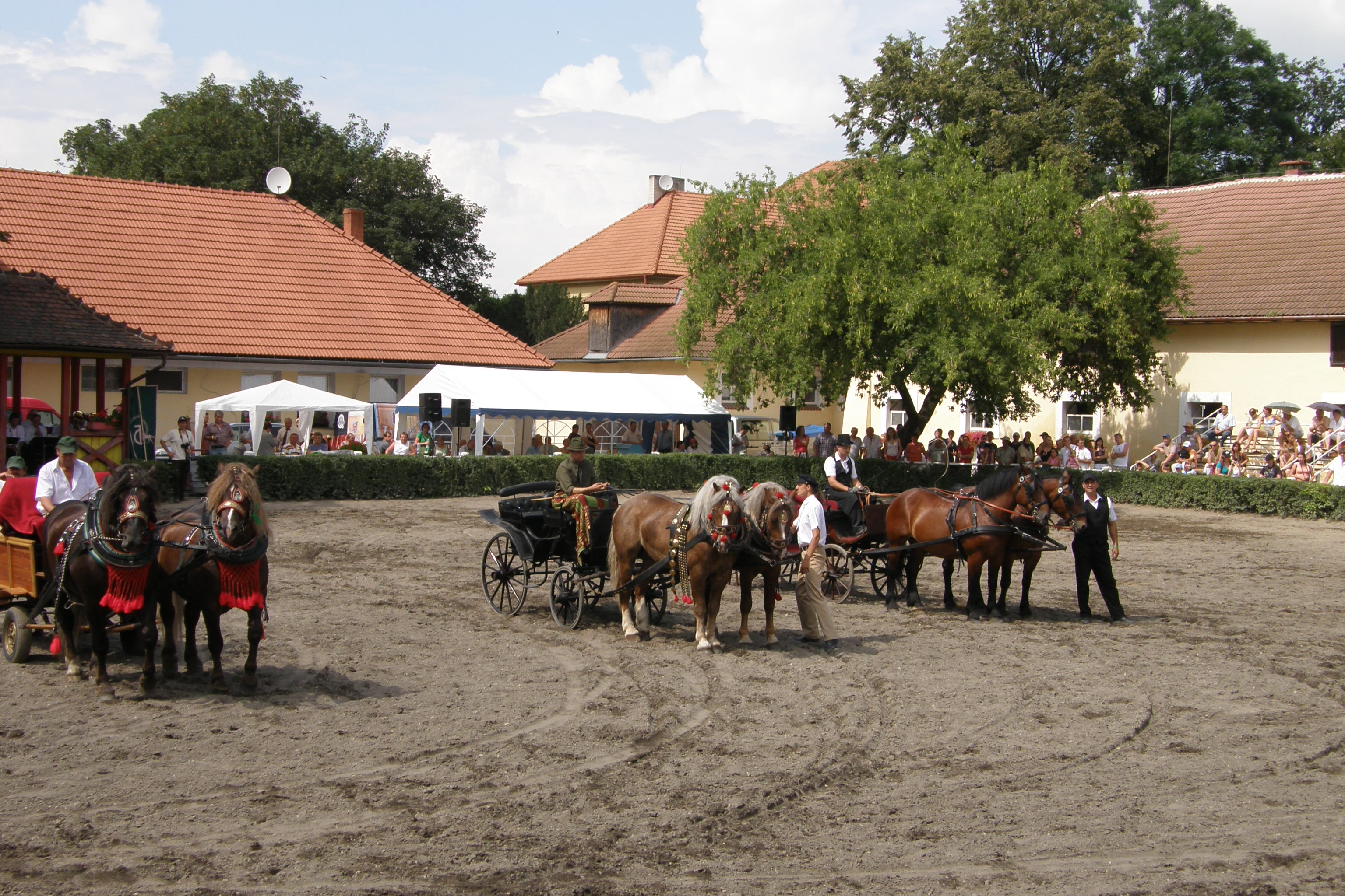 Výstava koní chovatelů Moravy a Slezska 5
