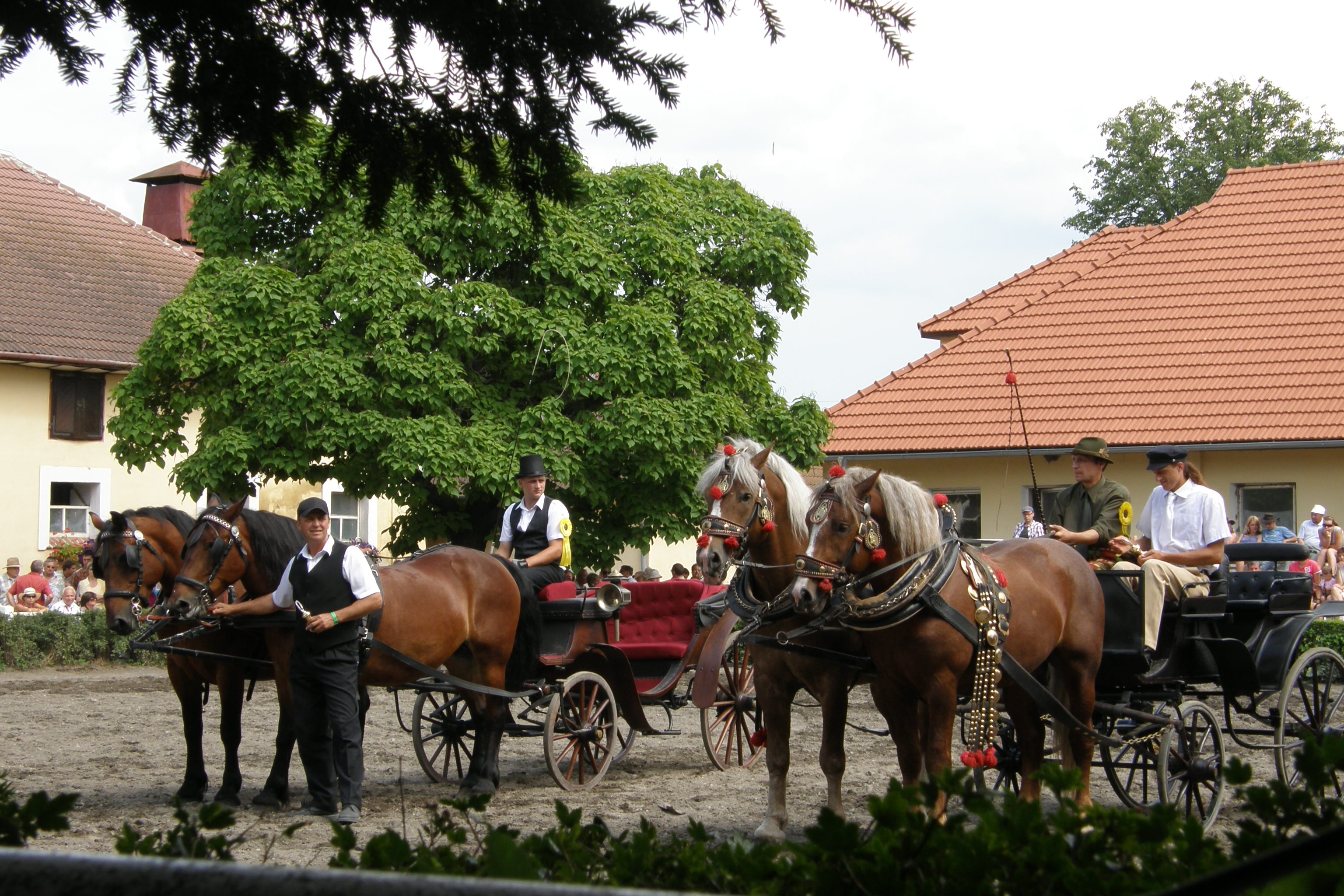 Výstava koní chovatelů Moravy a Slezska 6