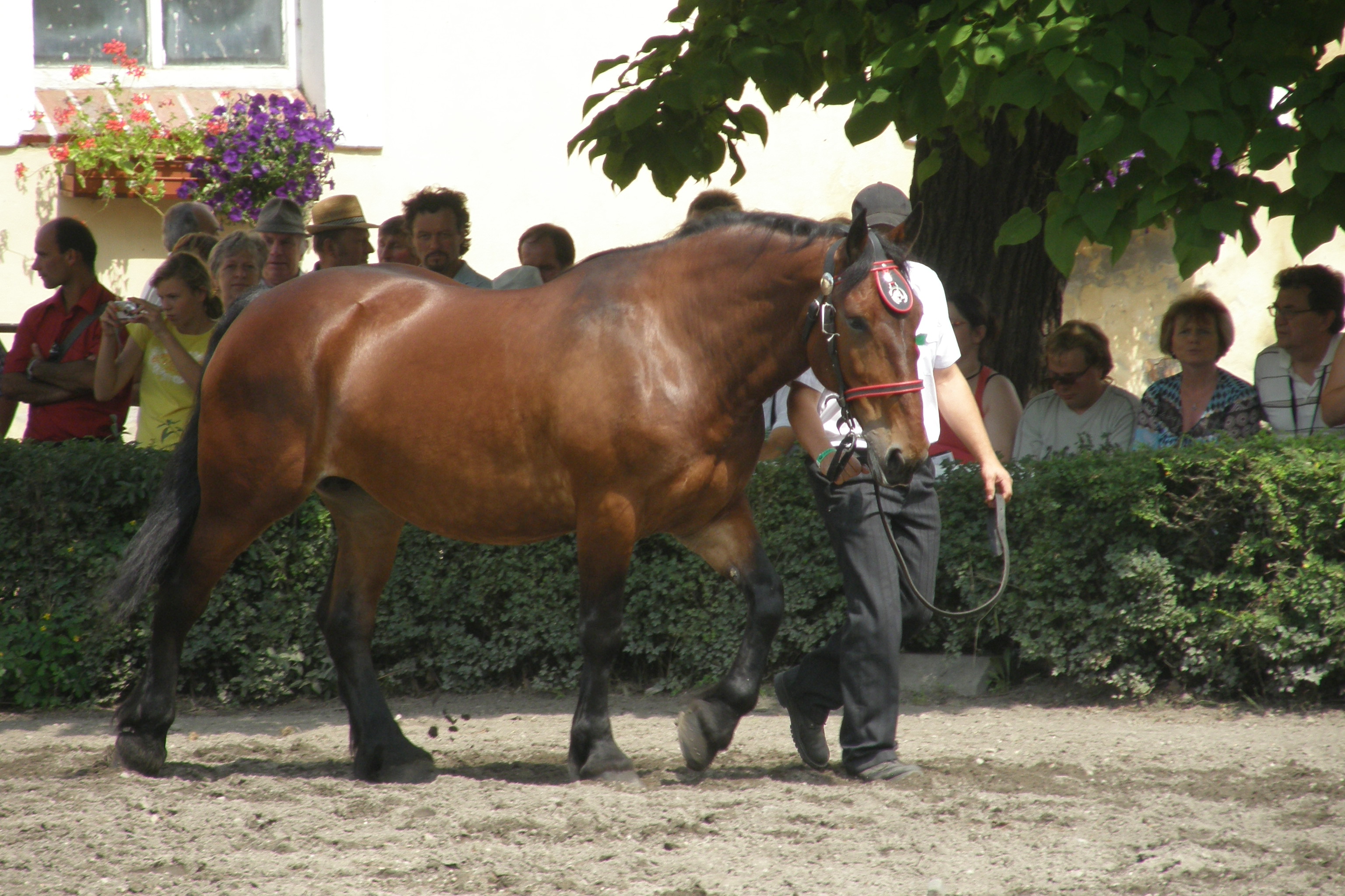 Výstava koní chovatelů Moravy a Slezska 7