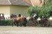 Výstava koní chovatelů Moravy a Slezska
