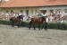 Výstava koní chovatelů Moravy a Slezska 9